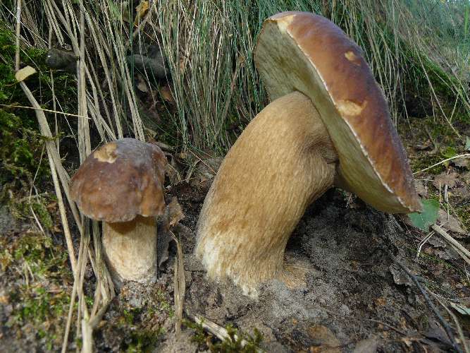 Boletus edulis